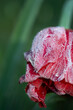 frozen tulip