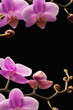 Background decoration with pink flowers on a black background