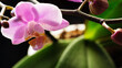 Blooming pink Phalaenopsis orchid flower on dark