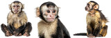 Capuchin monkey collection, sitting and portrait, isolated on a white background