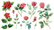set of watercolor drawing of red roses with leaves isolated on white or transparent png
