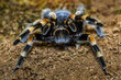 Closeup female of Spider Tarantula (Lasiodora parahybana) in threatening position. Largest spider in terms of leg-span is the giant huntsman spider.
