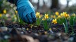 Individual wearing latex glove nourishing blooming daffodils up close while tending to the garden in the spring and enhancing the soil with beneficial nutrients.