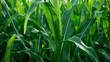 A field of vibrant green corn stalks symbolizing the renewable and natural nature of biofuels as opposed to the destructive and finite nature of fossil fuels. .