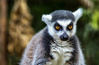 Single Lemur staring directly at camera.Close up of a ring-tailed lemur(lemur catta), Madagascar