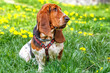 Basset hound on the grass with flowers.. The dog has long ears and sad eyes. Breed of hounds, bred in England.