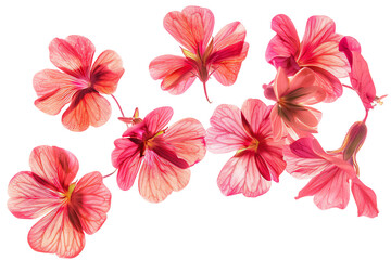 Wall Mural - vibrant floral arrangement with red and white flowers against