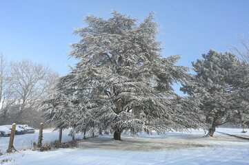 Sticker - Baum mit Raureif