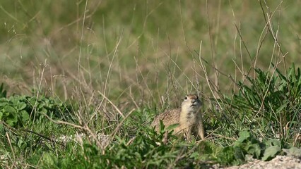 Wall Mural - Ground squirrel Spermophilus pygmaeus in the wild The gopher eats grass and hides in a hole, alert.