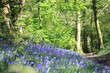bluebells in the woods