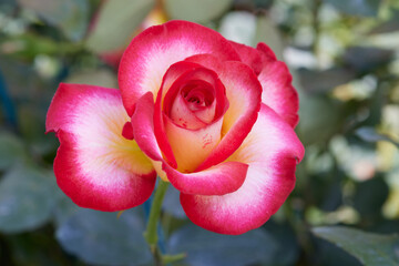 Wall Mural - rose growing in the garden