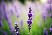 'flower Lavender Closeup Lavandula Purple Isolated Aroma Aromatic Bloom Botanical Bouquet France Herbal Lilac Nature Perfume Provence Scent Smell Twig Aromatherapy Bunch Detail Macro Fragrant'