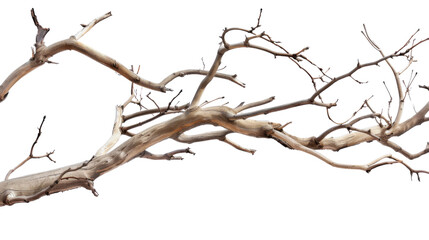 Tree branch