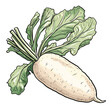 Illustration of a white radish with green leaves on a white background