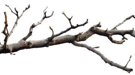 Tree branch