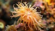 Closeup of a delicate sea anemone its once vibrant and colorful tentacles now wilted and limp due to the corrosive effects of acidic water on its soft body. .