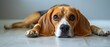 Beagle dog with floppy ears lying on white floor looking at camera. Concept To help the beagle relax and feel comfortable during the photoshoot