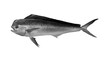 Mahi mahi Young or dolphin fish isolated on white. Realistic illustration of mahi mahi or dolphin fish isolated on white background. Side view Black and white.