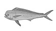 Mahi mahi Young or dolphin fish isolated on white. Realistic illustration of mahi mahi or dolphin fish isolated on white background. Side view Black and white sketch.