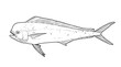 Mahi mahi Young or dolphin fish isolated on white. Realistic illustration of mahi mahi or dolphin fish isolated on white background. Side view Sketch.