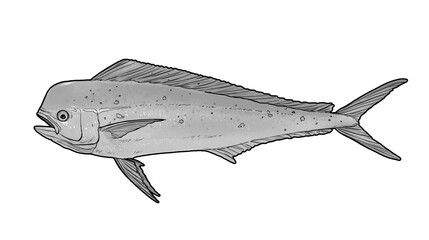 Wall Mural - Mahi mahi Young or dolphin fish isolated on white. Realistic illustration of mahi mahi or dolphin fish isolated on white background. Side view Black and white sketch.