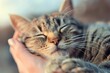 Cozy tabby cat sleeping contently in human hand
