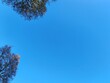 a tree with a blue sky and a few leaves