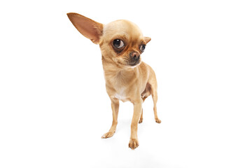 Wall Mural - Close-up photo of funny chihuahua looking curiously at camera against white studio background. Fish-eye effect. Concept of funny dogs, veterinary and grooming service, canine food, friendship. Ad