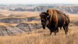 Majestic Bison Standing Alone in the Wild Plains. Serene Nature Scene with Wildlife. Perfect for Ecological and Travel Themes. AI