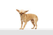 Small, brown chihuahua with perked up ears standing and its eyes are closed against white studio background. Funny muzzle. Concept of funny dogs, veterinary and grooming service, canine food.Ad