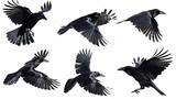 a set of flying birds, a black raven in flight isolated on a white background, a group of bird crows