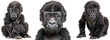 © Flowal93 - Gorilla baby collection, sitting and portrait, isolated on a transparent background