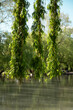 Vertical shot of  Weeping willow tree branch with green leaves under water surface