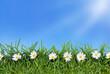 nature backdrop of spring Summer sky, flowers and grass