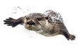An otter swiftly swimming underwater