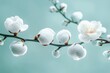 beautiful white fluffy cotton flowers on light teal background