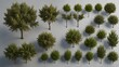 Set of Salix Purpurea Nana, Olive trees, and shrubs in 3D rendering. Top view and plan view for illustration, architectural presentation, visualization, and digital composition Generative AI
