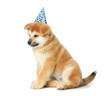 Cute puppy with party hat on white background