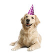 Cute dog with party hat on white background