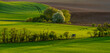 Green waves of spring fields