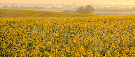 Wall Mural - Undulating field of flowering yellow rapeseed