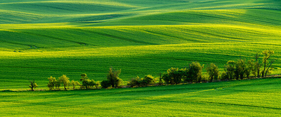 Wall Mural - green waves of spring fields