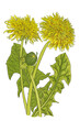 illustration of yellow dandelion flowers and green leaves on a white background