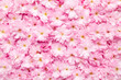 A top view of a dense cluster of pink cherry blossoms, creating a vibrant and textured natural background, perfect for spring-themed designs