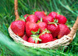Ripe freshly picked strawberries in a wicker basket in the grass. Close-up. Selective focus.