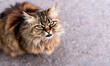 Portrait of a street cat looking into the lens. Close-up. Selective focus.