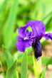 Iris flower on the green background. Close-up. Selective focus.