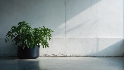 Wall Mural - creative layout of colorful palm leaves on a white background in the rays of the sun, with shadows. 