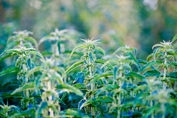 green nettle in the wind