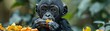 Baby bonobo eating an orange